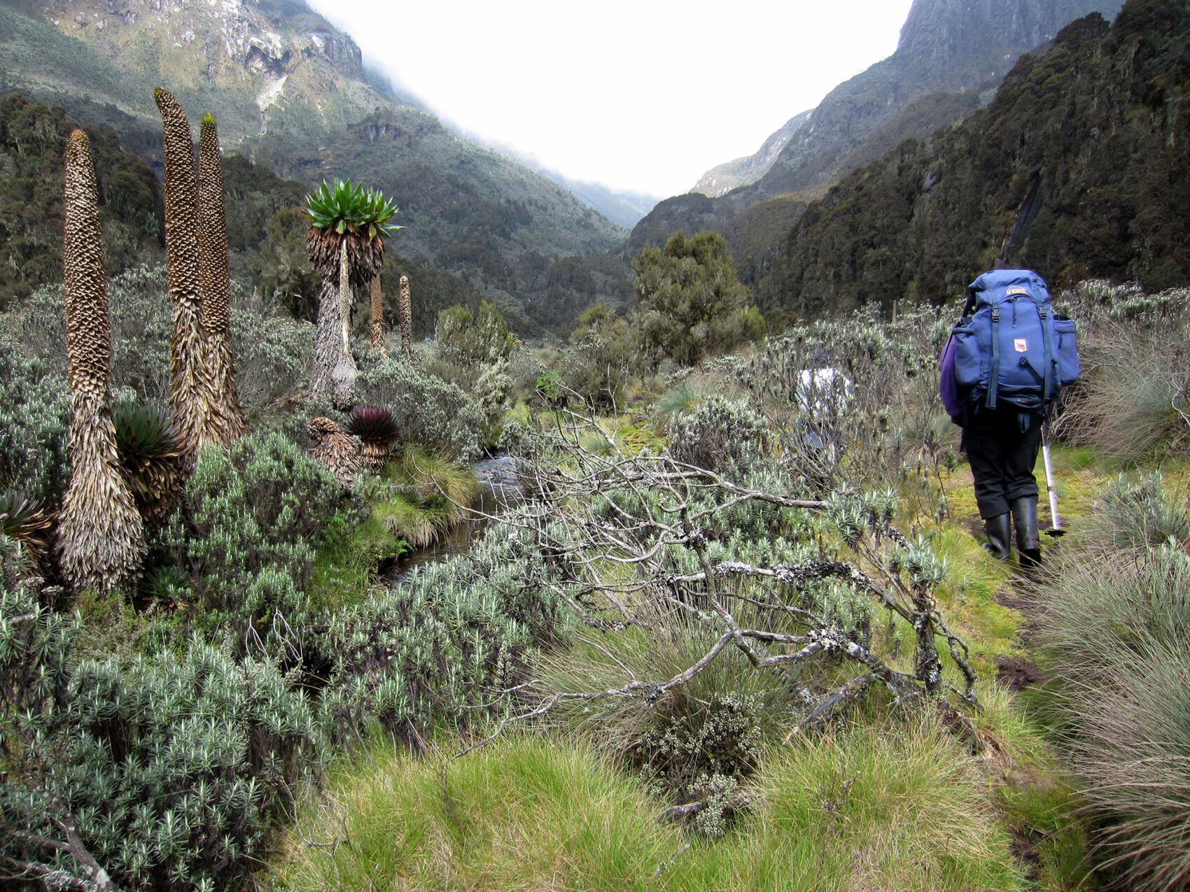 Rwenzori Hiking 2012 2000Px