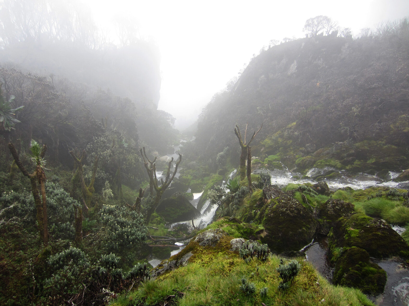 Rwenzori Stream 2012 2000Px